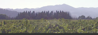 vineyard photo