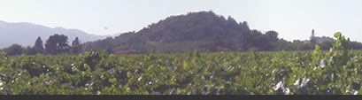 vineyard photo