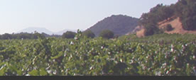 vineyard photo