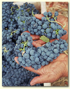 breckenridge cabernet sauvignon grapes in hands